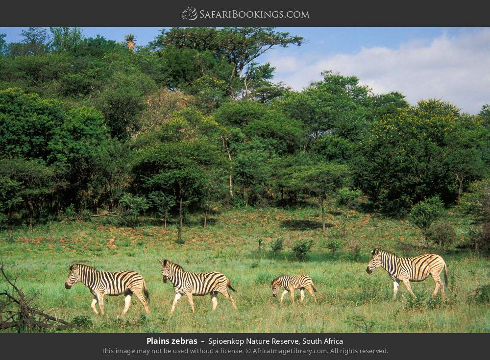 Plains zebras in Spioenkop Nature Reserve, South Africa