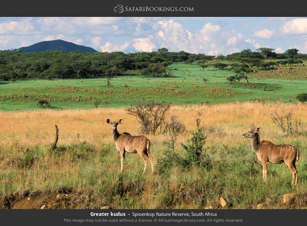 Greater kudus in Spioenkop Nature Reserve, South Africa
