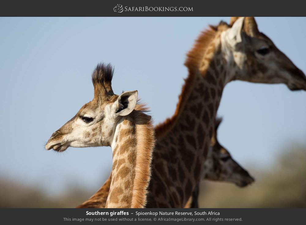 Southern giraffes in Spioenkop Nature Reserve, South Africa