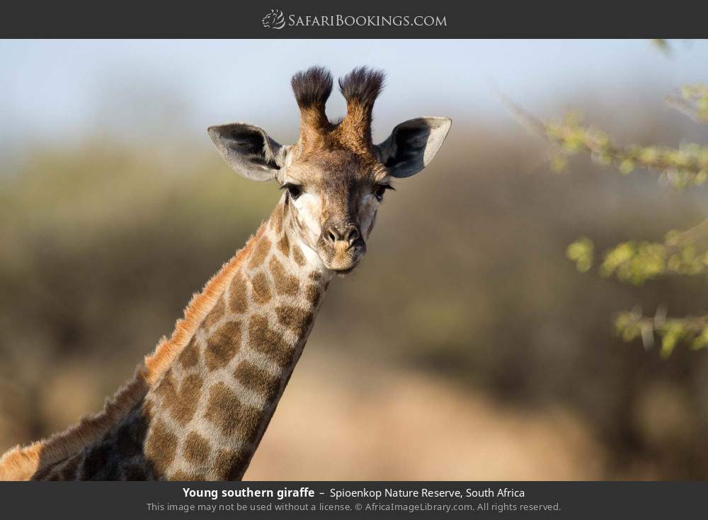Young southern giraffe in Spioenkop Nature Reserve, South Africa