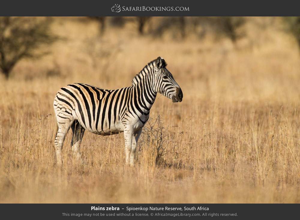 Plains zebra in Spioenkop Nature Reserve, South Africa