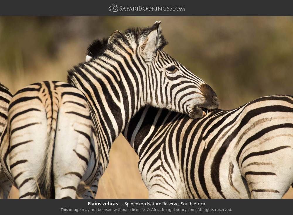 Plains zebras in Spioenkop Nature Reserve, South Africa