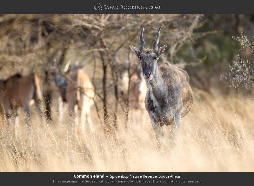 Common eland in Spioenkop Nature Reserve, South Africa