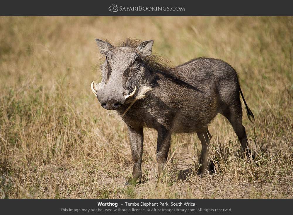Warthog in Tembe Elephant Park, South Africa
