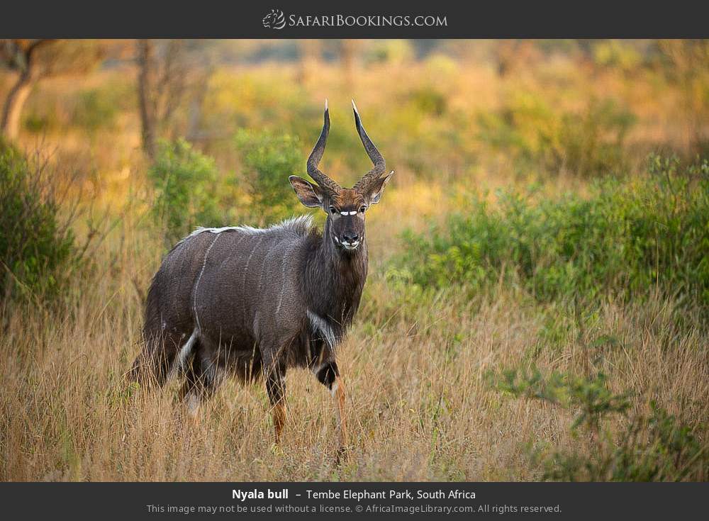 Nyala bull in Tembe Elephant Park, South Africa