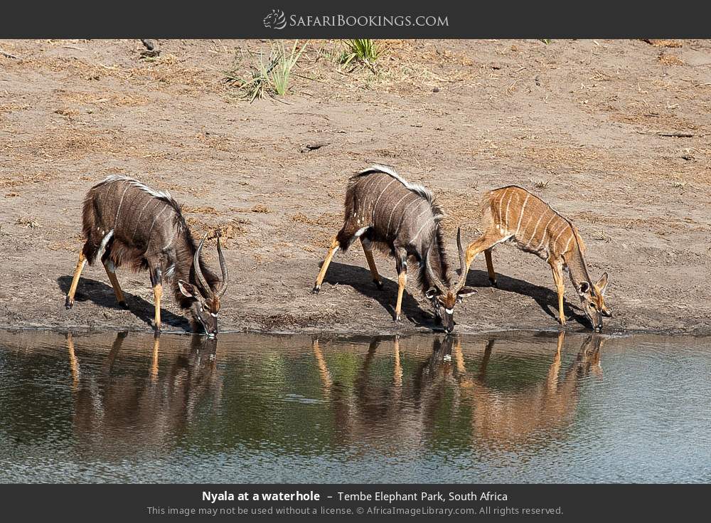 Nyalas at a waterhole in Tembe Elephant Park, South Africa