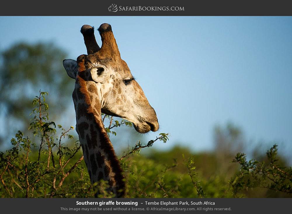 Southern giraffe browsing in Tembe Elephant Park, South Africa