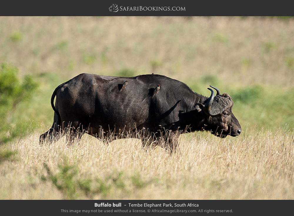 Buffalo bull in Tembe Elephant Park, South Africa