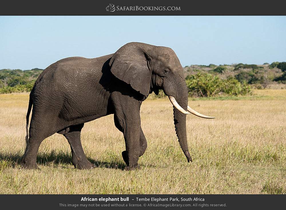African elephant bull in Tembe Elephant Park, South Africa