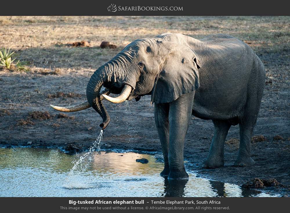 Big-tusked African elephant bull in Tembe Elephant Park, South Africa