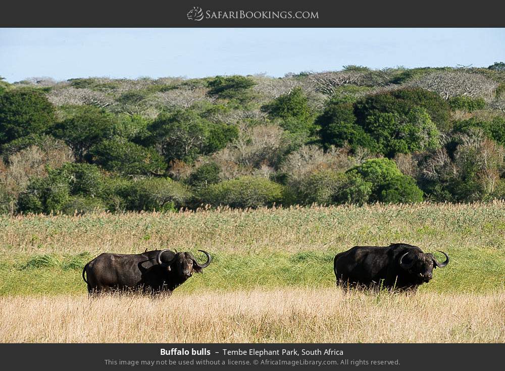 Buffalo bulls in Tembe Elephant Park, South Africa