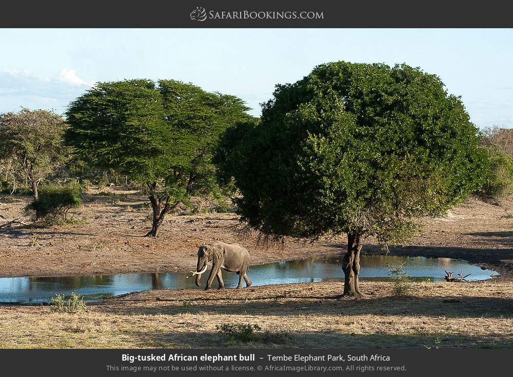 Big-tusked African elephant bull in Tembe Elephant Park, South Africa