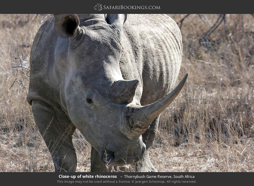 Close-up of white rhinoceros  in Thornybush Game Reserve, South Africa