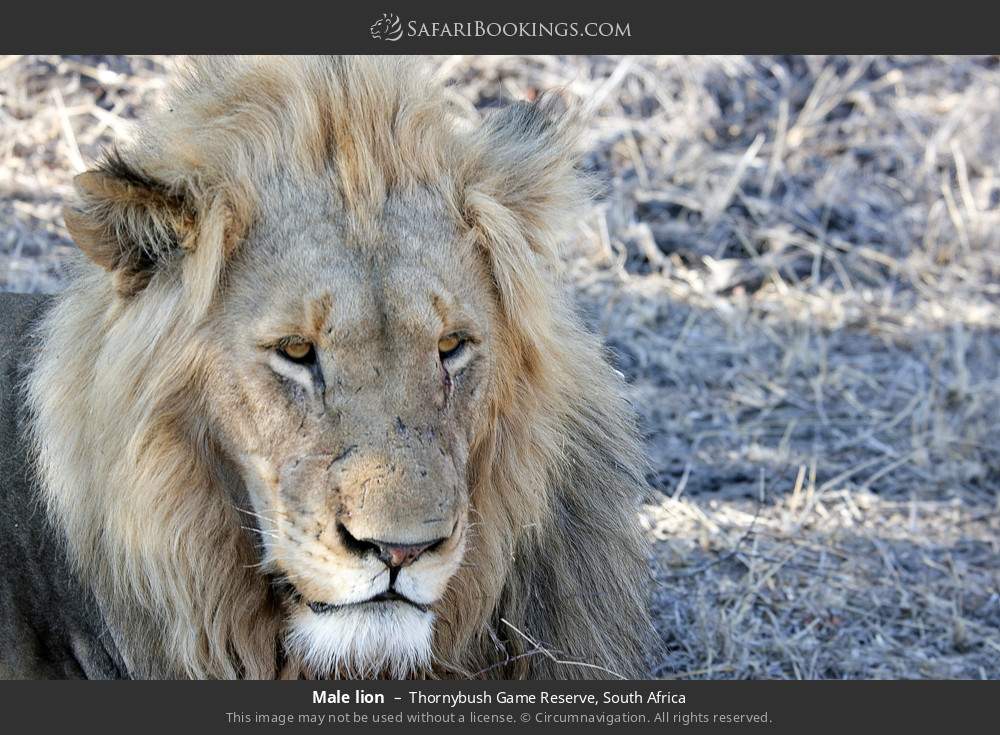 Male lion in Thornybush Game Reserve, South Africa