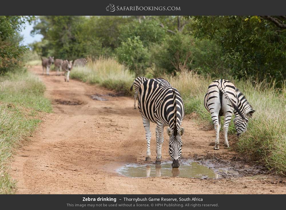 Zebra drinking in Thornybush Game Reserve, South Africa