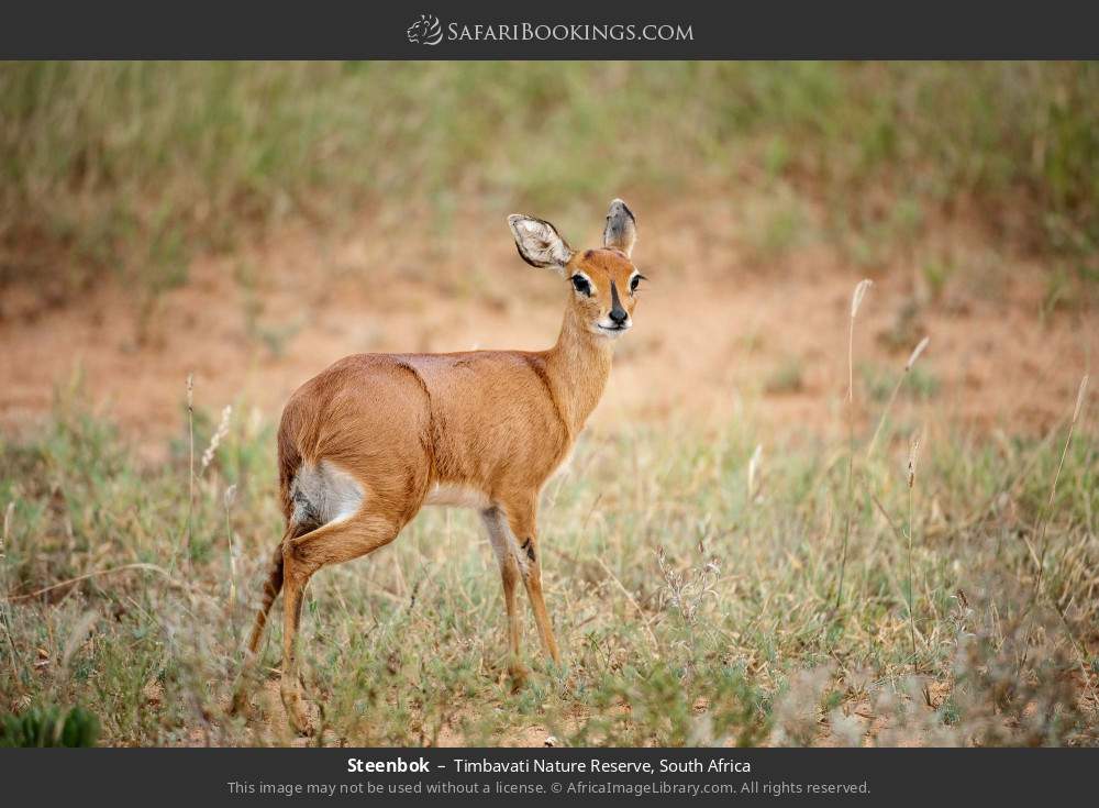 Steenbok in Timbavati Nature Reserve, South Africa