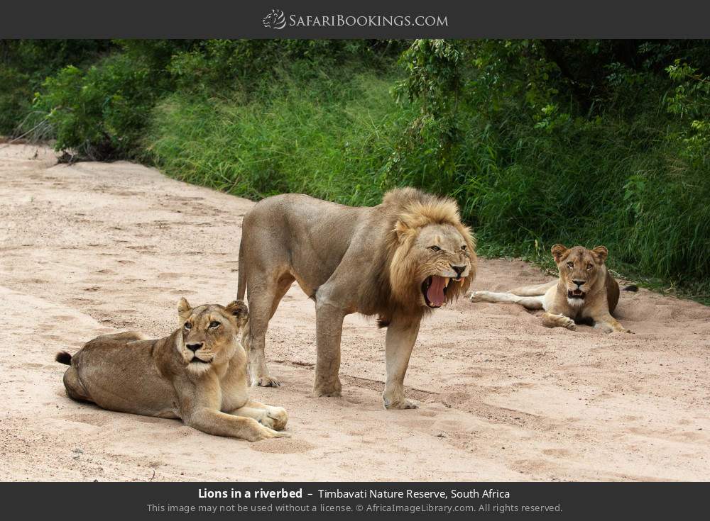 Lions in a riverbed in Timbavati Nature Reserve, South Africa