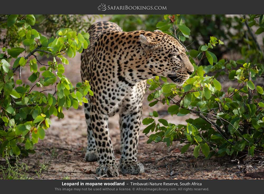 Leopard in mopane woodland in Timbavati Nature Reserve, South Africa