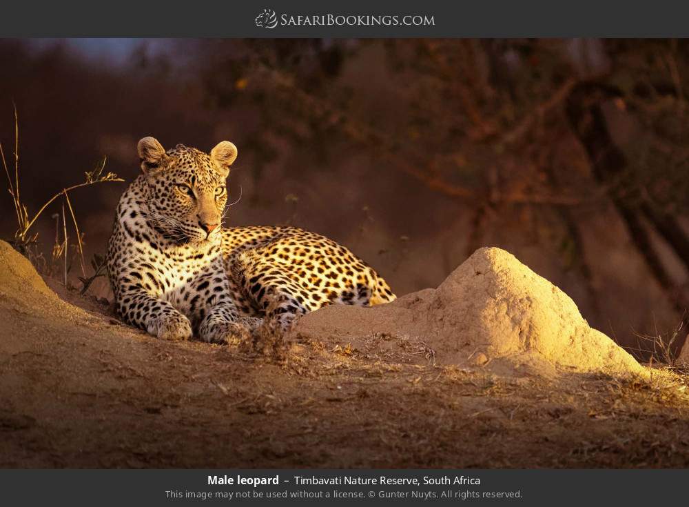 Male leopard in Timbavati Nature Reserve, South Africa