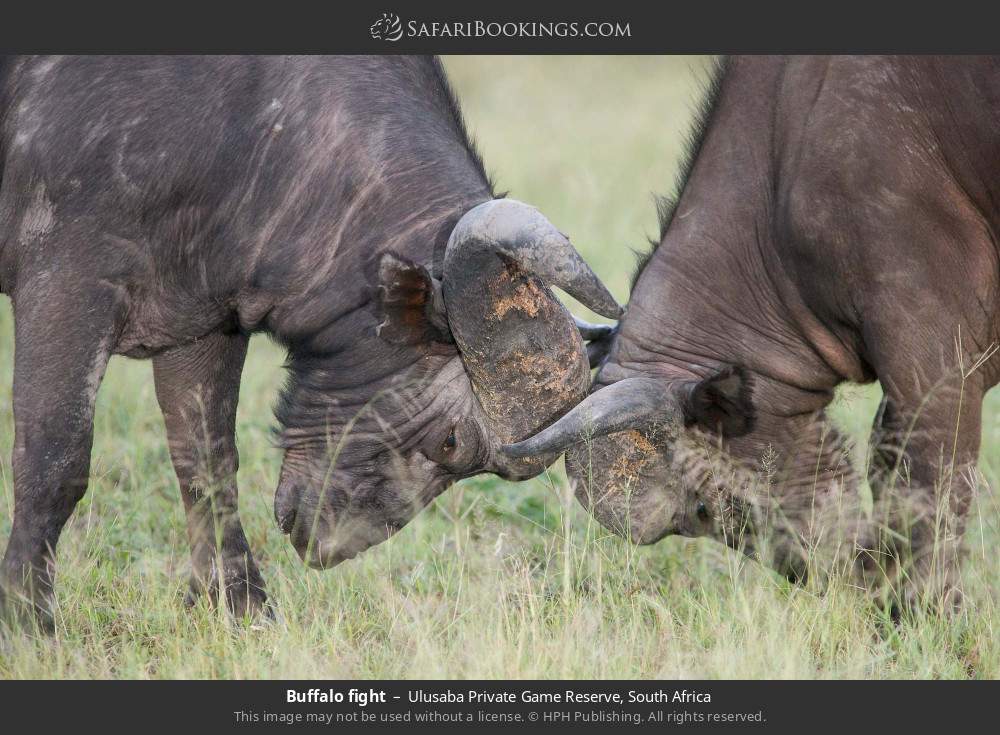 Buffalo fighting in Ulusaba Private Game Reserve, South Africa