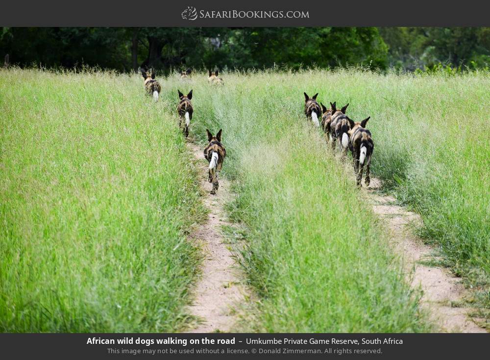 African wild dogs walking on the road in Umkumbe Private Game Reserve, South Africa