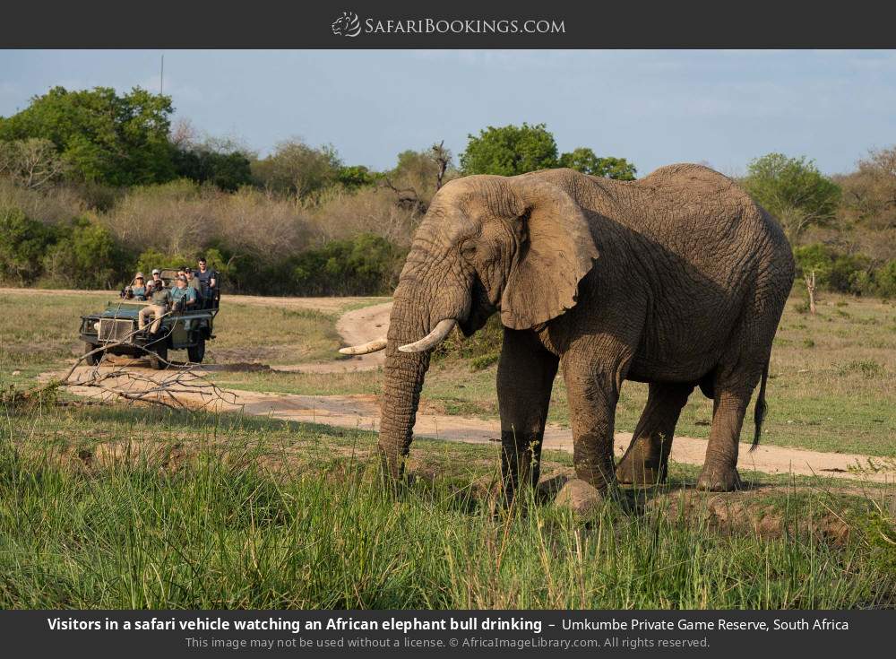 Visitors in a safari vehicle watching an African elephant bull drinking in Umkumbe Private Game Reserve, South Africa