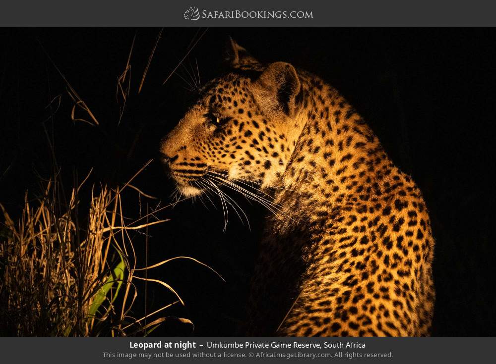 Leopard at night in Umkumbe Private Game Reserve, South Africa