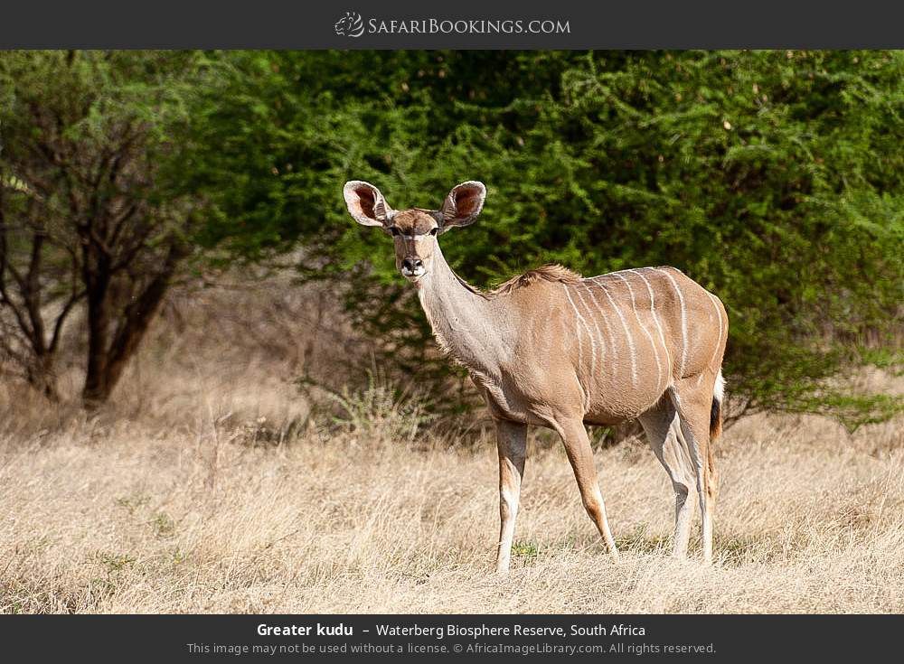 Greater kudu in Waterberg Biosphere Reserve, South Africa