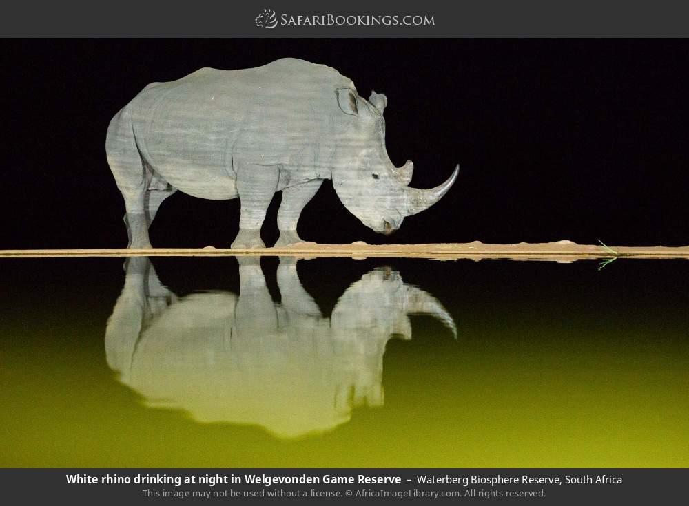 White rhino drinking at night in Welgevonden GR in Waterberg Biosphere Reserve, South Africa