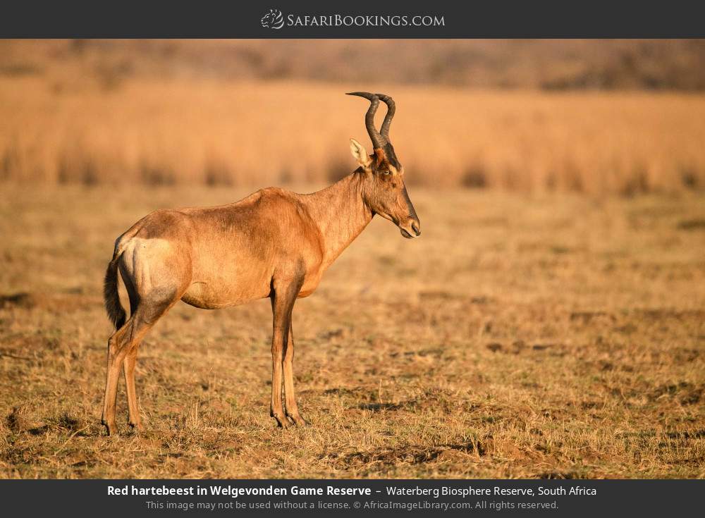Red hartebeest in Welgevonden GR in Waterberg Biosphere Reserve, South Africa