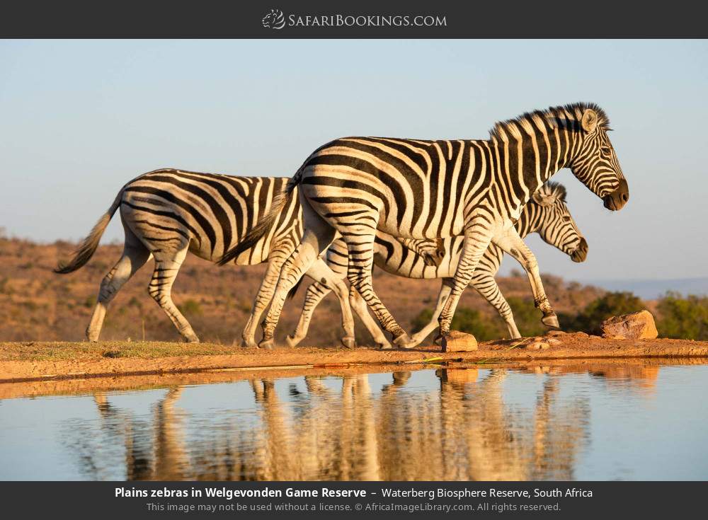 Plains zebras in Welgevonden GR in Waterberg Biosphere Reserve, South Africa