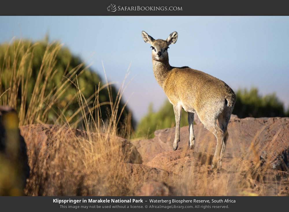 Klipspringer in Marakele NP in Waterberg Biosphere Reserve, South Africa