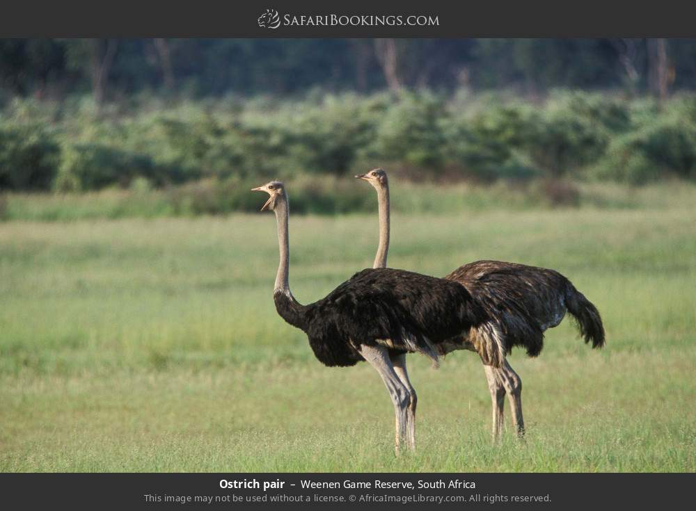 Ostrich pair in Weenen Game Reserve, South Africa