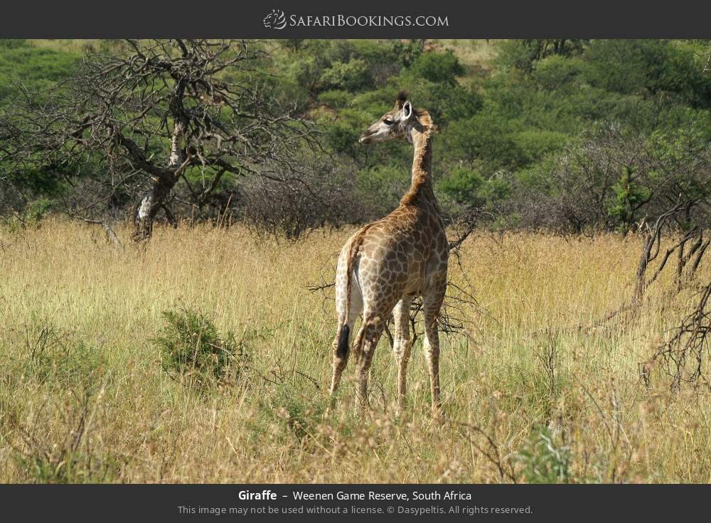 Giraffe in Weenen Game Reserve, South Africa