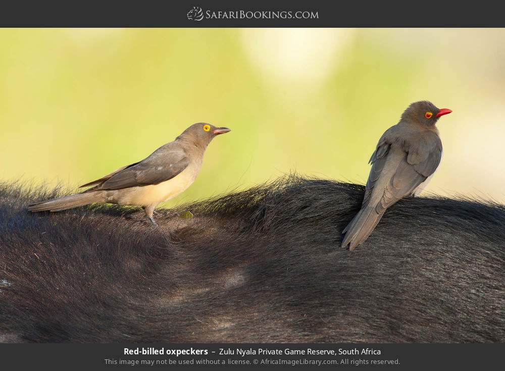 Red-billed oxpeckers in Zulu Nyala Private Game Reserve, South Africa