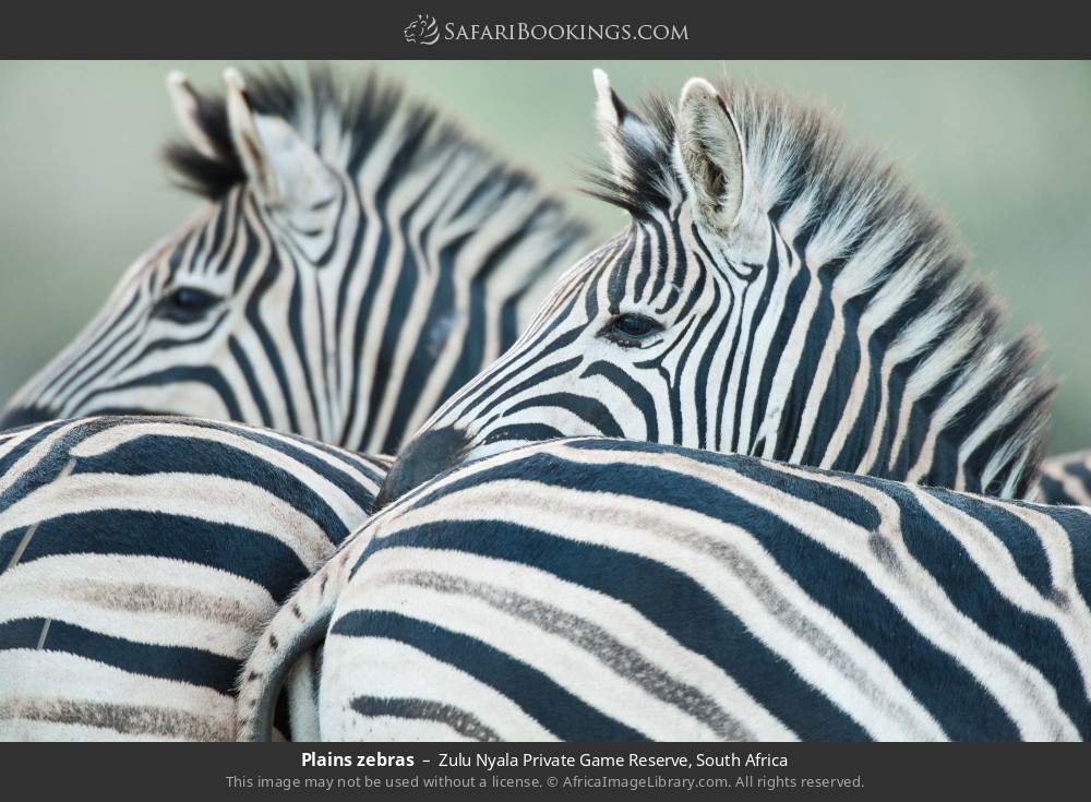 Plains zebras in Zulu Nyala Private Game Reserve, South Africa