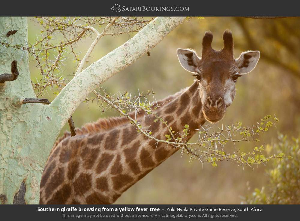Southern giraffe browsing from a yellow fever tree in Zulu Nyala Private Game Reserve, South Africa