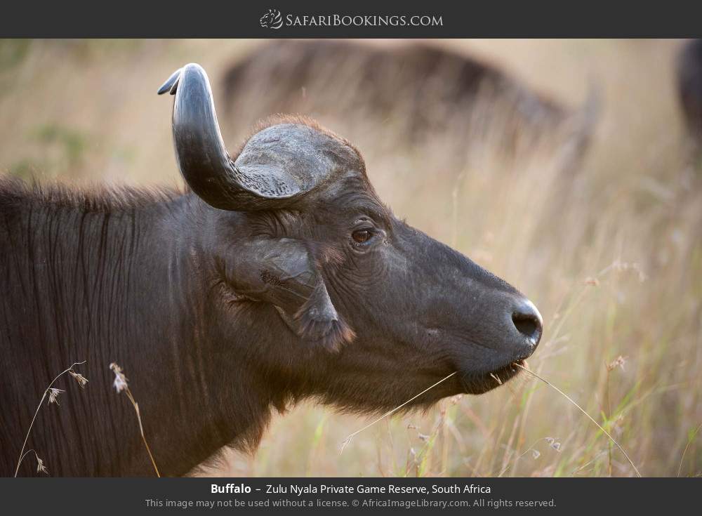 Buffalo in Zulu Nyala Private Game Reserve, South Africa