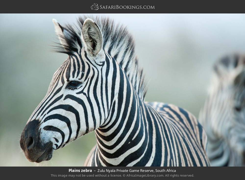 Plains zebra in Zulu Nyala Private Game Reserve, South Africa