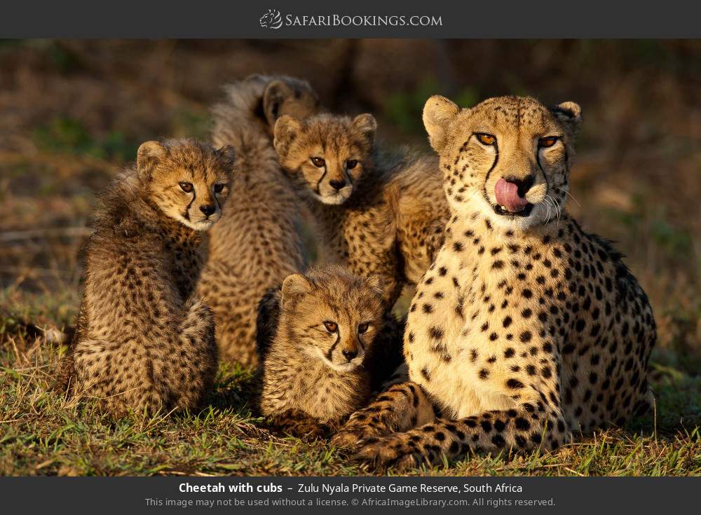 Cheetah with cubs in Zulu Nyala Private Game Reserve, South Africa