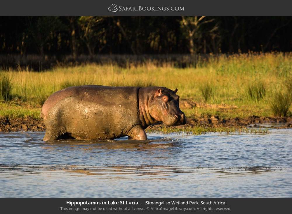 Hippopotamus in Lake St Lucia in iSimangaliso Wetland Park, South Africa