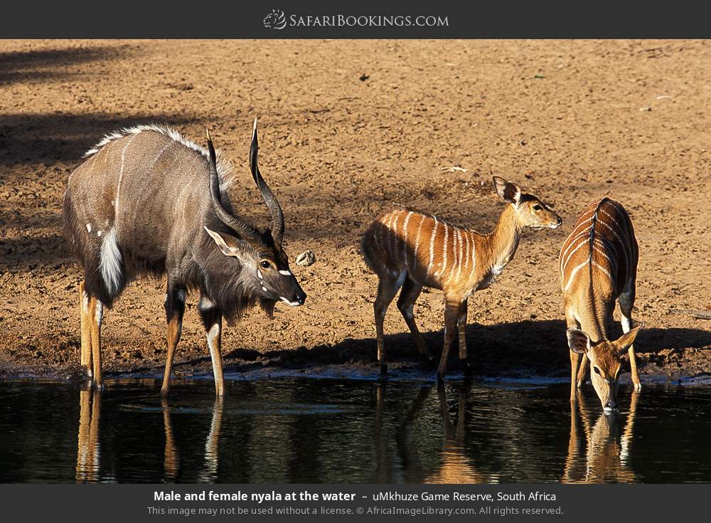 Male and female nyalas at the water in uMkhuze Game Reserve, South Africa
