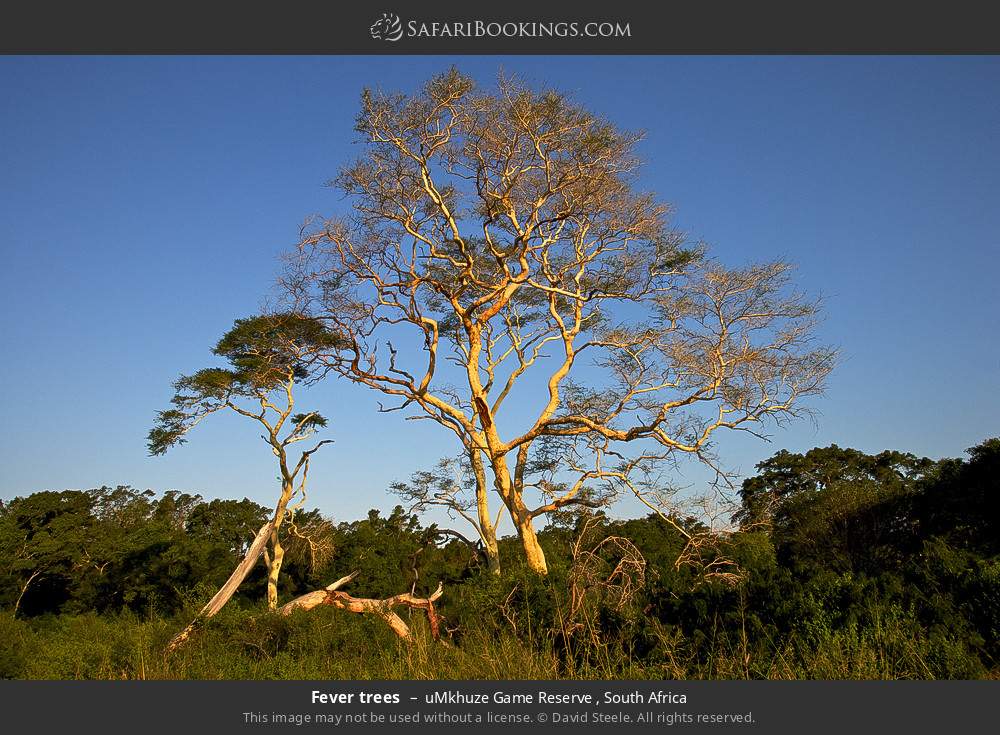 Fever trees in uMkhuze Game Reserve, South Africa
