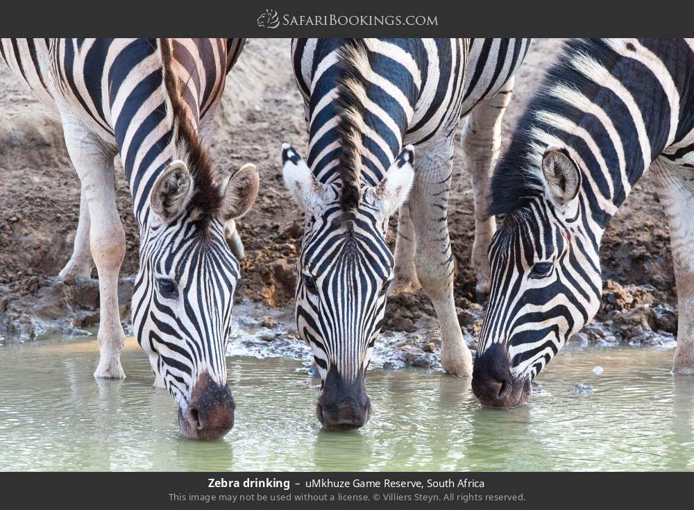 Zebras drinking in uMkhuze Game Reserve, South Africa