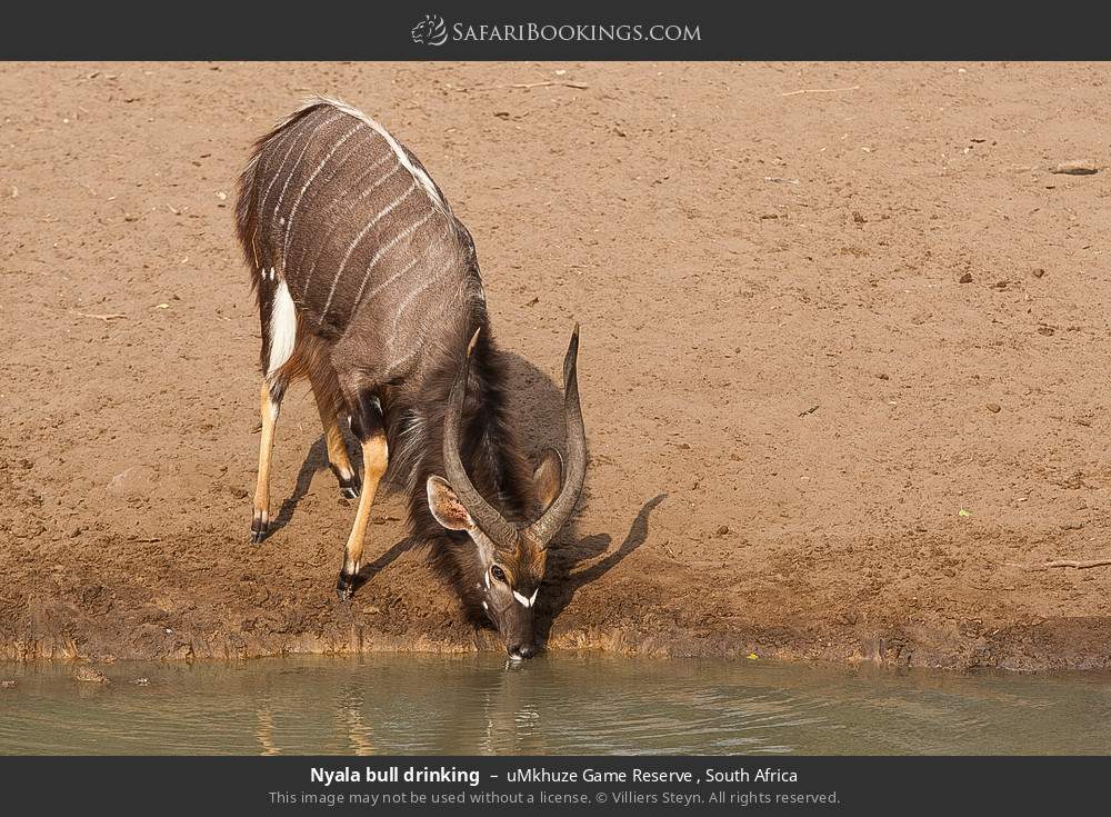 Nyala bull drinking in uMkhuze Game Reserve, South Africa
