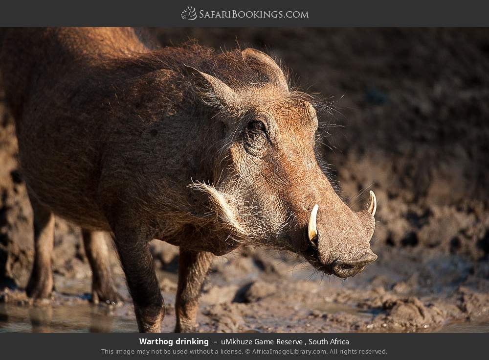 Warthog at a waterhole in uMkhuze Game Reserve, South Africa