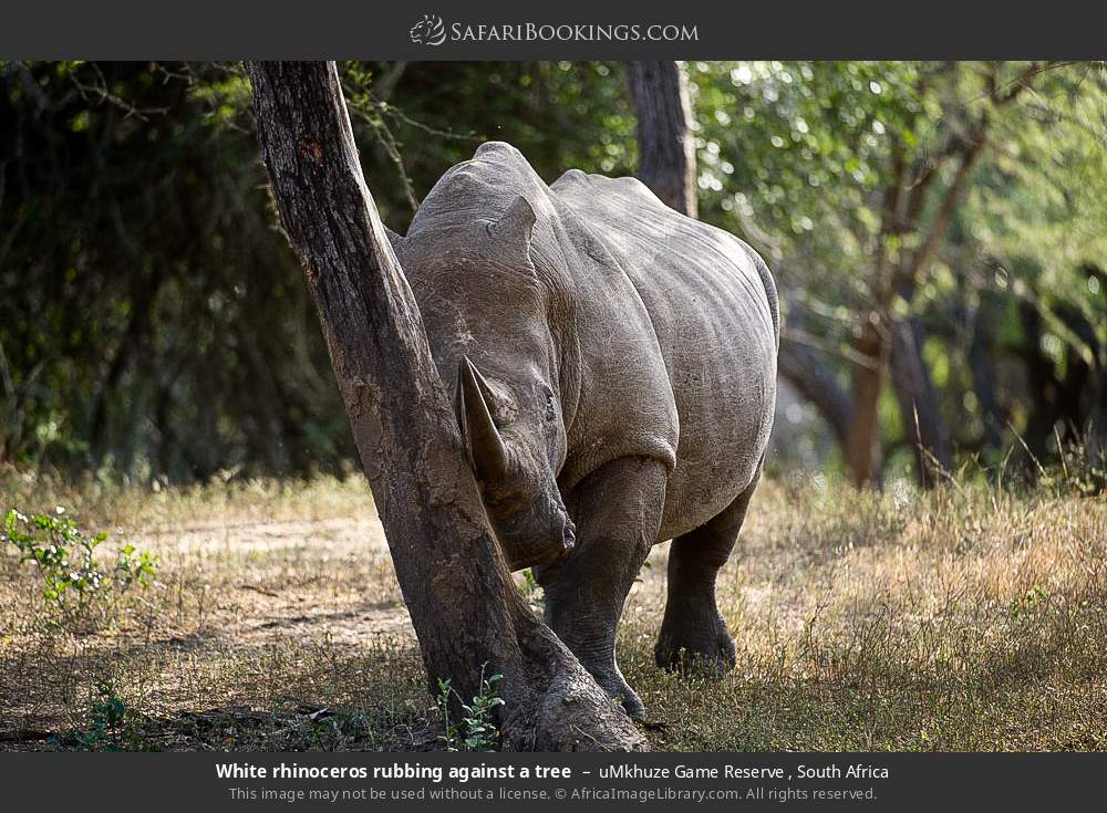 White rhinoceros rubbing against a tree in uMkhuze Game Reserve, South Africa