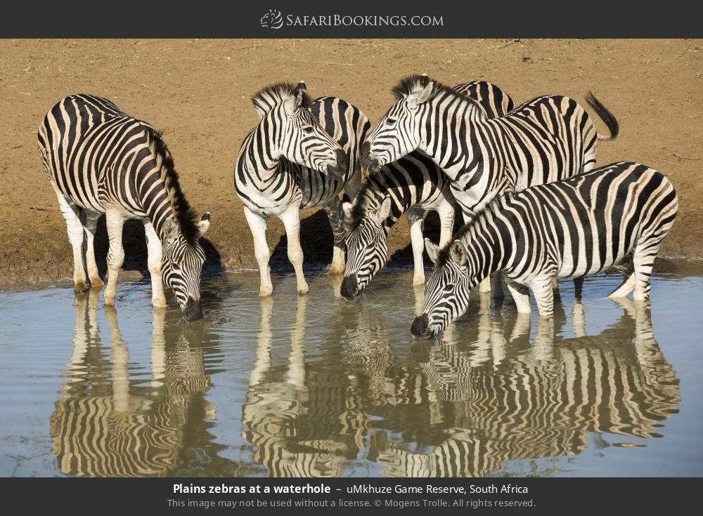 Plains zebras drinking in uMkhuze Game Reserve, South Africa