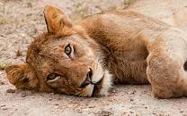 Idube Game Reserve