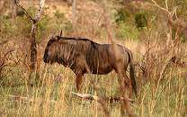 Inyati Private Game Reserve